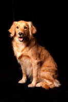 Picture of young Golden Retriever sitting down