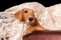 Picture of young Golden Retriever under sheet