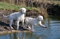 Picture of young Golden Retriever walking into water