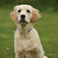 Picture of young Golden Retriever