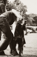 Picture of young Gordon Setter in black and white