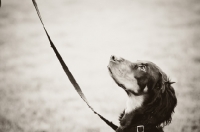Picture of young Gordon Setter in profile