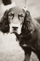 Picture of young Gordon Setter looking at camera