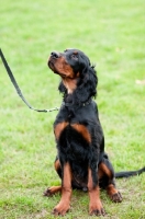Picture of young Gordon Setter sitting on grass