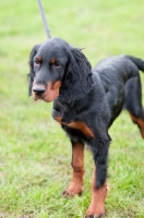 Picture of young Gordon Setter standing on grass