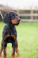 Picture of young Gordon Setter
