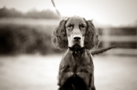 Picture of young Gordon Setter