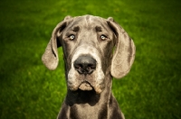Picture of young great dane looking at camera