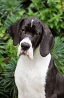 Picture of young Great Dane