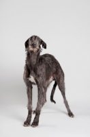 Picture of Young grey Scottish Deerhound in studio.