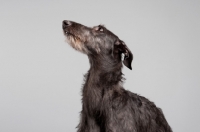 Picture of Young grey Scottish Deerhound in studio.