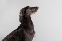 Picture of Young grey Scottish Deerhound in studio.