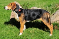 Picture of young Hamiltonstovare (aka Hamilton Hound) side view