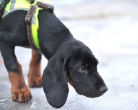 Picture of young Hanoverian Hound (aka Schweisshund)