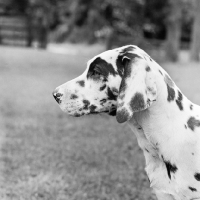 Picture of young harlequin great dane, portrait