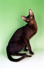 Picture of young Havana cat sitting on green background