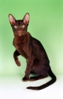 Picture of young Havana cat sitting on green background, one leg up