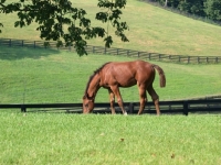 Picture of young Holstein foal, grazing