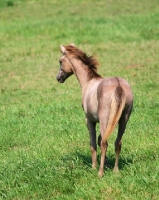 Picture of young Holstein horse in green field