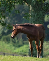 Picture of young Holstein horse