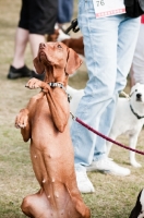Picture of young Hungarian Vizsla on lead