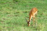 Picture of young impala grazing