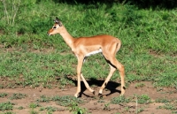 Picture of young Impala