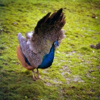 Picture of young indian blue peacock