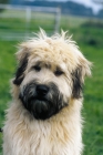 Picture of young Irish Soft Coated Wheaten Terrier