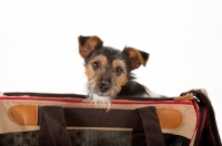 Picture of young Jack Russell puppy in bag