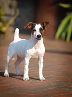 Picture of young Jack Russell Terrier puppy on paving