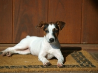 Picture of young Jack Russell Terrier puppy lying on doormat