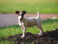 Picture of young Jack Russell Terrier puppy, side view