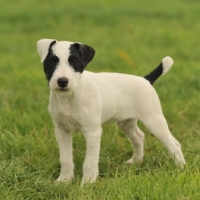 Picture of young Jack Russell Terrier
