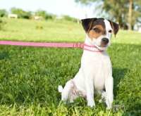 Picture of young Jack Russell
