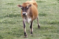Picture of young jersey cow walking towards camera