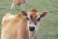 Picture of young jersey cow