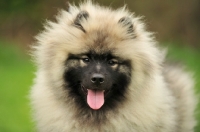 Picture of young Keeshond puppy