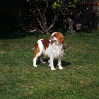Picture of young king charles spaniel standing on grass