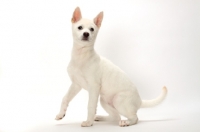 Picture of young Kishu on white background