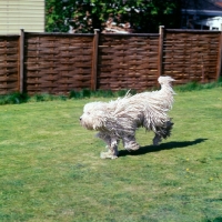 Picture of young komondor running on grass