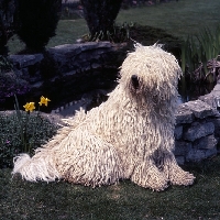 Picture of young komondor sitting on grass by a pond