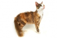 Picture of young La Perm cat