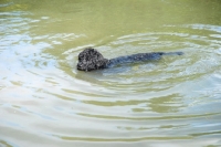 Picture of young labradoodle swimming