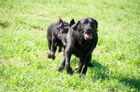 Picture of young Labrador chasing another