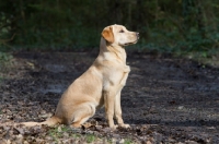 Picture of young Labrador Retriever