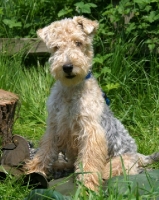 Picture of young Lakeland Terrier