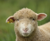 Picture of young lamb