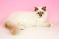 Picture of young Lilac point Birman cat