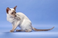 Picture of young lilac point Siamese